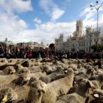 Pastores levam 2 mil ovelhas para o centro de Madri