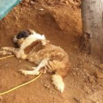 Cadela é resgatada após passar oito anos acorrentada em Portugal
