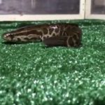 Channa argus: Ou Cabeça-de-cobra, o peixe que respira fora d’água – e está sendo procurado pelos USA