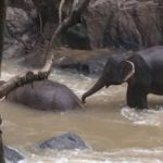 Seis elefantes morrem ao tentar salvar filhote em cachoeira na Tailândia