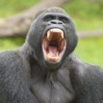 Como o parasita da Malária passou de gorilas para humanos
