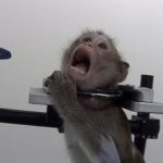 Espião divulga vídeo chocante de maus tratos a macacos e cães em laboratório alemão