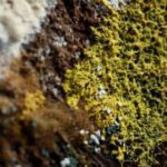 Physarum polycephalum ou 'Blob': A misteriosa criatura com 720 sexos e sem cérebro