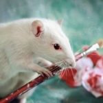 Testes em animais deverão ser  informados nos rótulos