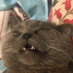 Gato precisa tomar glicose após cruzar com cinco fêmeas