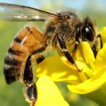 União Europeia vai proibir pesticida da Bayer e Syngenta que afeta abelhas