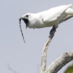 Procnias albus: A Araponga-da-amazônia tem o canto mais alto de um animal já registrado