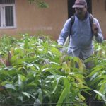 Ingestão de pesticidas é responsável por um em cada cinco suicídios no mundo