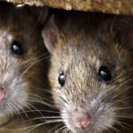 Vídeos mostram ratos tomando conta das ruas após tufão Hagibis no Japão