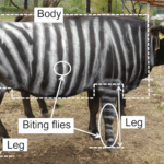 Cientistas estão pintando vacas como se fossem zebras – entenda o porquê