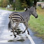 Zebra foge de circo mas é morta com tiro