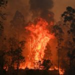 Incêndios florestais na Austrália matam três pessoas, centenas de coalas,  e destroem mais de 150 ca...