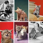 Walter Chandoha: O fotógrafo dos gatos