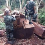 Árvore gigante rara de 535 anos foi derrubada em Santa Catarina para virar cerca