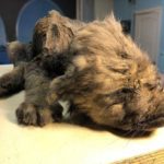 Filhote de canino de 18 mil anos é encontrado intacto na Sibéria