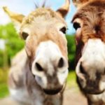 Mais de 4 milhões de burros dizimados por ano para fins medicinais chineses
