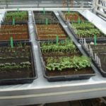 Ervilhas, quinoa e outras 7 culturas cultivadas com sucesso em solo equivalente à lua e a Marte