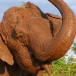 Elefanta Ramba morre dois meses após se mudar para santuário em MT