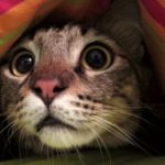 Gatos têm muitas expressões faciais mas poucos conseguem perceber