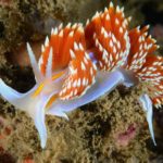 Hermissenda opalescens: A lesma do mar opalescente