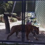 Morte e furto de animais durante obras no Zoológico do Rio