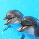 Criança é arrastada para debaixo d'água por golfinhos