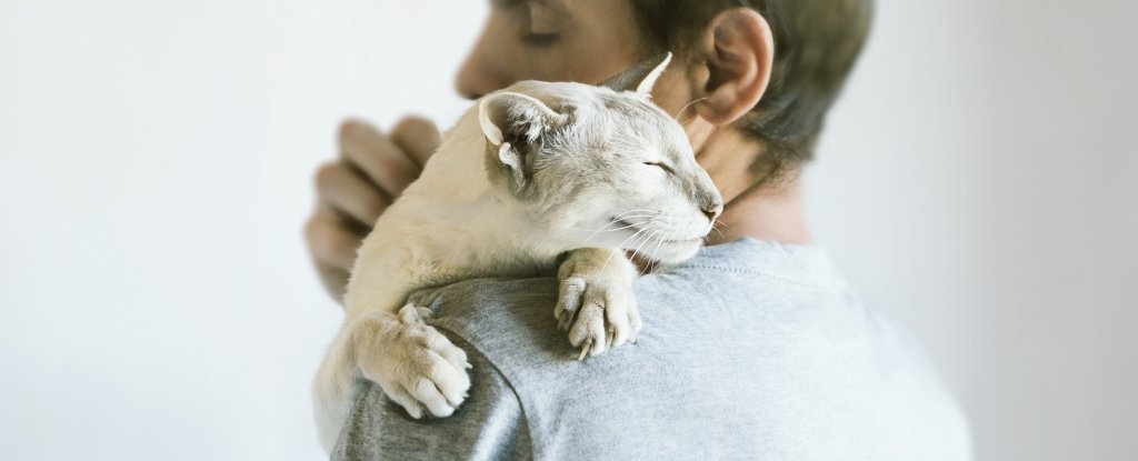 Gato abraçando um homem