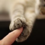Gatos criam fortes laços com seres humanos - talvez até mais do que cães