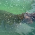 Hipopótamo invade piscina residencial em Botsuana