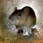 Guerra contra roedores pode estar gerando uma nova espécie de super-ratos