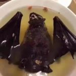 Sopa de morcego pode ter disseminado coronavírus na China