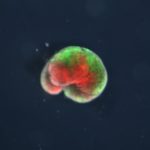 Cientistas criam robôs só com células vivas