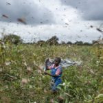 Infestação de gafanhotos faz Somália declarar “emergência nacional”