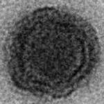 Cientistas descobrem vírus misterioso no Brasil com genes nunca antes vistos