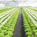 Hidroponia, o cultivo de hortícolas sem terra
