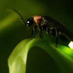 Vaga-lumes estão sob risco de extinção, diz estudo