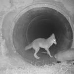Câmera noturna captura a excêntrica amizade entre coiote e texugo