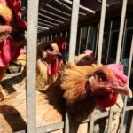 Milhares de aves morrem em surto de gripe aviária próximo a Wuhan, na China