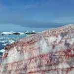 Neve vermelho-sangue da Antártida denuncia o desiquilíbrio ambiental