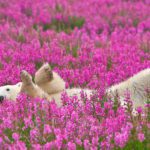 Fotógrafo canadense registra urso polar brincando em campo de flores