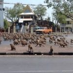 Coronavírus: Sem turistas, macacos famintos invadem ruas da Tailândia