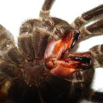 Se as aranhas trabalhassem juntas, elas poderiam comer todos os seres humanos em um ano