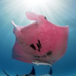 Como essa rara arraia manta rosa ganhou essa cor?