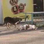 Cachorro de rua liberta um Pit bull que estava amarrado