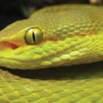 Nova espécie de serpente é nomeada em homenagem a Salazar Slytherin de Harry Potter