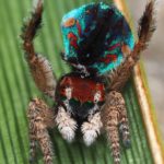 Maratus: Aranhas adoráveis são descobertas na Austrália
