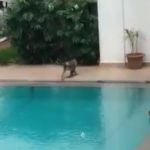 Macacos fazem festa na piscina enquanto humanos ficam de quarentena