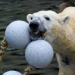 Zoológico alemão divulga lista de abate devido à pandemia