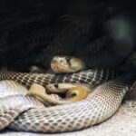 Cobras gostam de formar panelinhas com outras cobras, diz estudo