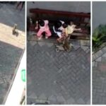 Macaco explorado para entretenimento ataca criança na Indonésia